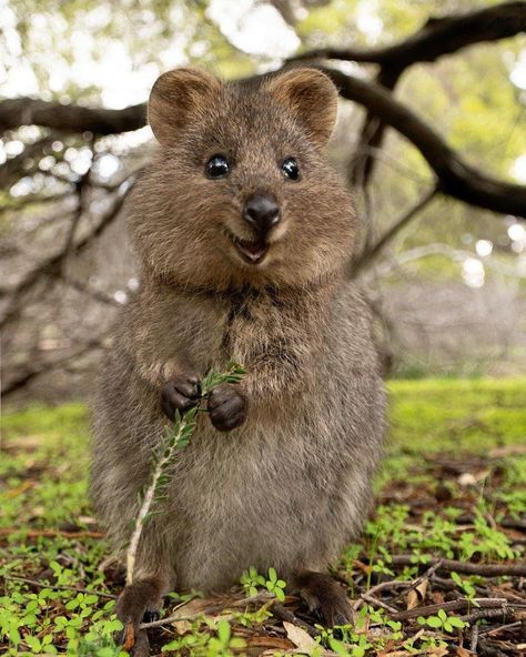 Jessica Khoury on Twitter: "Shoutout to the quokka, who always looks like he’s been minding the ale in the cellars below Redwall Abbey.… " Quokka Animal, Albino Animals, Rare Animals, Australian Animals, Amazing Animals, Happy Animals, Sweet Animals, Animal Tattoos, Animal Planet