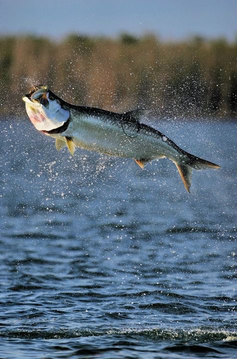 Tarpon Fishing, Salt Water Fishing, Fishing Photography, Fly Fishing Tips, Saltwater Flies, Catching Fish, Gone Fishing, Trout Fishing, Best Fishing