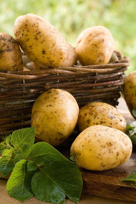 If you love potatoes but don't have room in your garden, why not try growing them in containers instead? We’ll discuss the best options to utilize this tried and true method at home to grow your root crops. Learn how to plant and grow potatoes in pots and planters now on Gardener's Path. #potatoes #gardenerspath Potatoe Plant, Potatoes In Garden, Potato Wallpaper, Potato Aesthetic, Potatoes In Pots, Potatoes Garden, Potato Photography, Grow Foods, Garden Potatoes