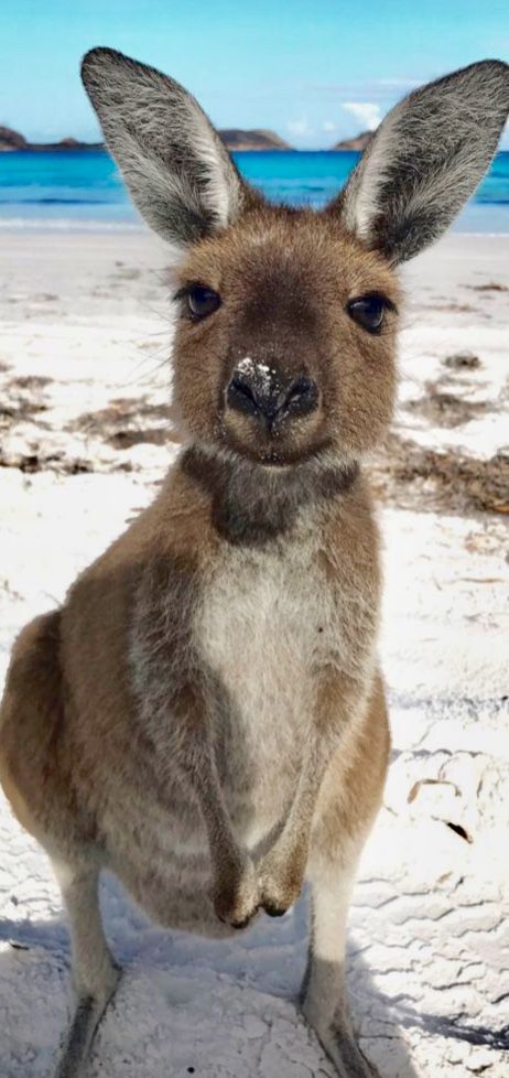 Kangaroo Photo, Kangaroo Wallpaper, Animals Posing, Camera Poses, Cute Kangaroo, Australia Wallpaper, Australian Culture, Baby Kangaroo, Kakadu National Park