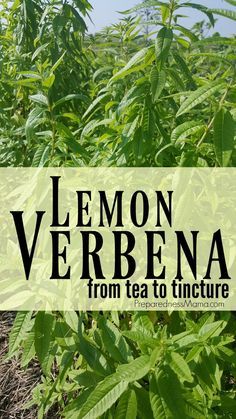 Lemon Verbena Tincture, Lemon Verbena Medicinal Uses, Uses For Lemon Verbena, What To Do With Lemon Verbena Leaves, How To Use Lemon Verbena, Lemon Verbena Uses, Lemon Verbena Plant, Lemon Verbena Tea, Verbena Plant