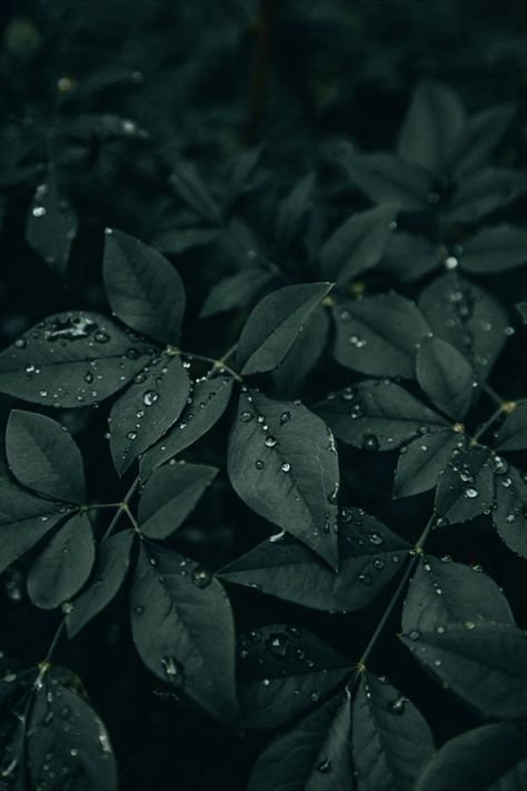 Dark Green Prints, Dark Green Nature Aesthetic, Dark Plant Aesthetic Wallpaper, Dark Green Leaves Wallpaper, Dark Leafy Wallpaper, Isabella Core, Dark Green Leaves Aesthetic, Dark Plants, Dark Greenery