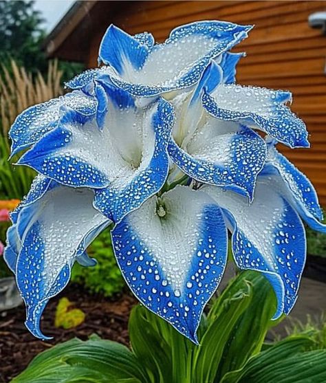 White Hosta, Portulaca Flowers, Strange Flowers, Rose Seeds, Variegated Plants, Unusual Flowers, Beautiful Flowers Garden, Flower Art Images, Colorful Plants