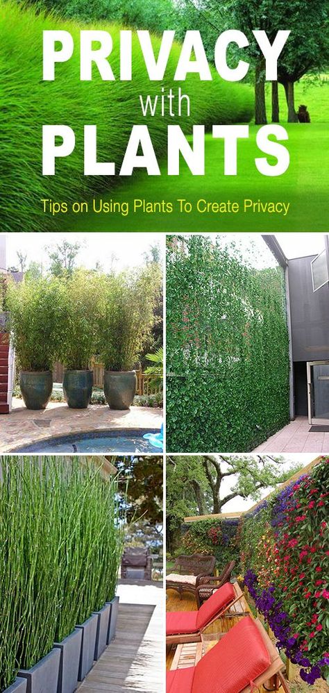 Privacy with Plants! • Tips and ideas on how to use plants to create privacy in your garden or yard! More Privacy With Plants, Plants Tips, Privacy Plants, Privacy Landscaping, Garden Privacy, Backyard Privacy, Have Inspiration, The Secret Garden, Greenhouses