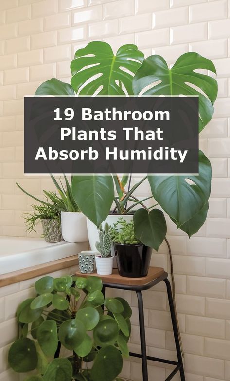 Inside House Plants, Best Bathroom Plants, Plant Care Houseplant, Inside Plants, Growing Plants Indoors, Best Indoor Plants, Low Light Plants, Bathroom Plants, House Plants Decor