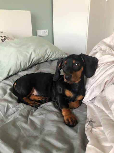 Black And Tan Mini Dachshund, Dachshund Dog Aesthetic, Dashaund Dogs, Dashund Dog Aesthetic, Weener Dogs Puppies, Wiener Dog Aesthetic, Weiner Dog Aesthetic, Winner Dogs Dachshund, Dachshund Short Hair