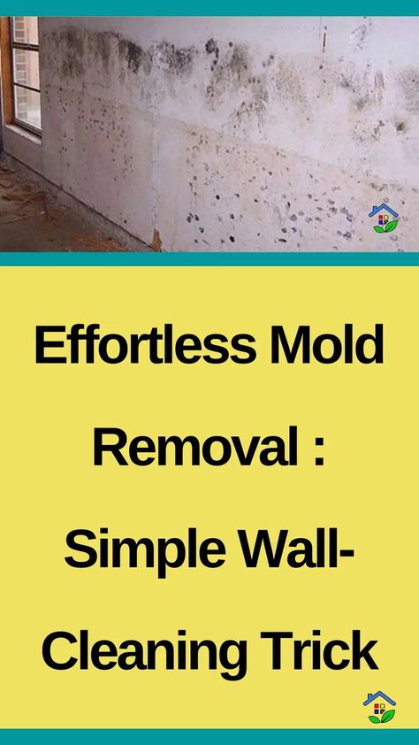 If you’re dealing with mold on your walls, this is your ultimate solution. This easy and effective technique will not only save you time and effort but also ensure a clean and healthy living space. This cleaning technique is a game-changer when it comes to dealing with mold on your walls. This easy and effective […] Cleaning Mold Off Walls Bathroom, Homemade Mold Remover, Clean Mold Off Walls, Natural Mold And Mildew Remover, How To Get Rid Of Mould On Walls, Natural Mold Remover Bathroom, Mold Removal From Walls, Cleaning Mold Off Walls, Removing Mold From Walls