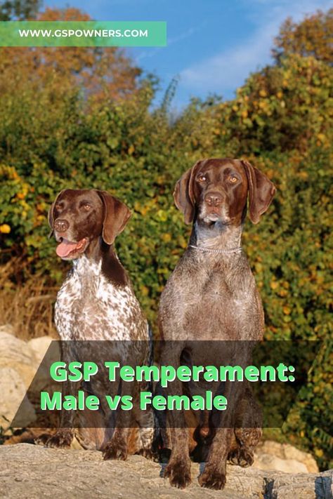 German Short Haired Pointer Puppy, Gsp Dogs, Male Vs Female, Gsp Puppies, Short Haired Pointer, Short Haired Dogs, German Shorthaired Pointer Dog, Pointer Puppies, German Shorthair