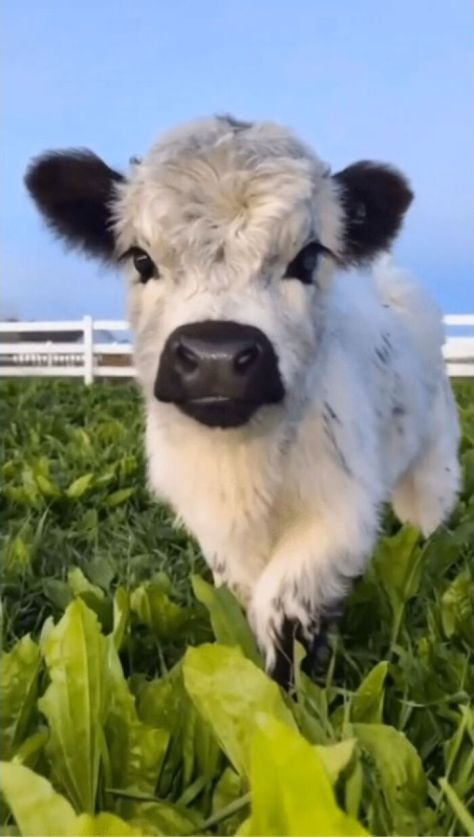 Baby Moo Pet Cows, Cutee Animals, Baby Farm Animals, Fluffy Cows, Cute Small Animals, Cute Animals Puppies, Baby Cow, Baby Animals Pictures