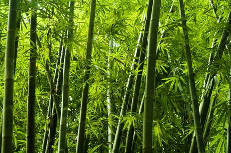 Bamboo clothing is making a name for itself, but how sustainable is it? Just because it comes from a plant doesn’t automatically make it eco-friendly. Tropical Shower Curtain, Giant Bamboo, Tropical Showers, Growing Bamboo, Painted Bamboo, Living Fence, Forest Wall Mural, Bamboo Tree, Fast Growing Plants