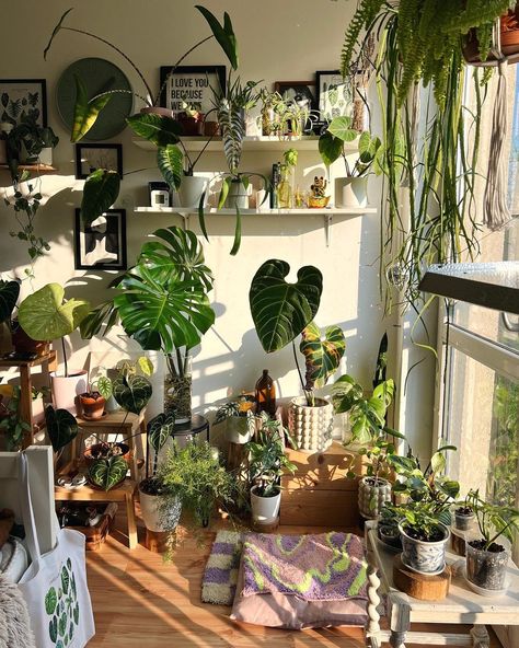 Indoor Plant Hacks, Home Plant Decor, Sun In The Morning, Easy Indoor Plants, Aesthetic Artsy, Art Deco Aesthetic, Home Plants, Plant Goals, Small Balcony Garden