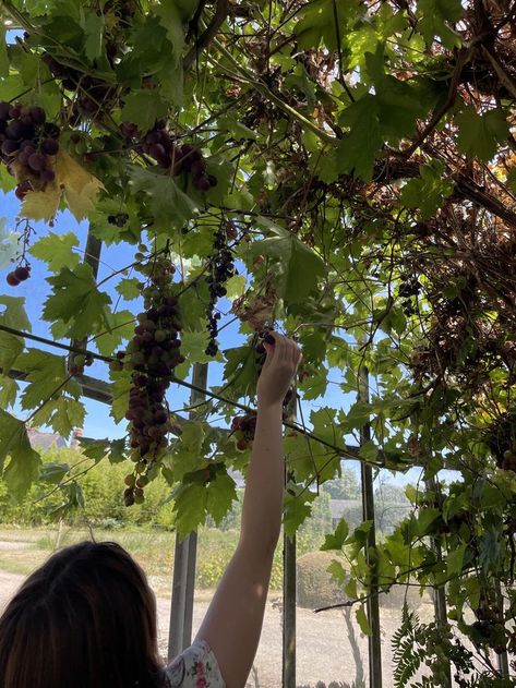 Picking Grapes, French Vineyard, Grape Picking, Grape Vineyard, Fruit Picking, Lace Button, Summer Bucket Lists, European Summer, Summer Fruit