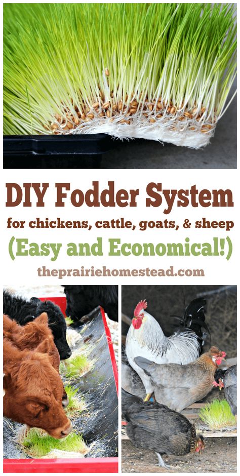 DIY Fodder System for Animals • The Prairie Homestead Fodder System, Goats And Sheep, The Prairie Homestead, Dog Farm, Prairie Homestead, Raising Farm Animals, Tattoo Plant, Backyard Chicken Farming, نباتات منزلية