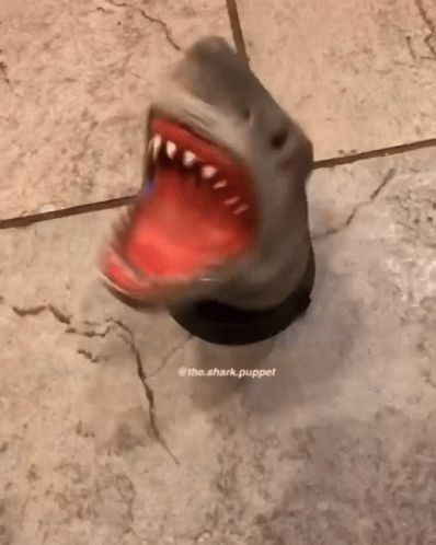 Shark Puppet Spinning GIF - SharkPuppet Spinning Shark - Discover & Share GIFs Spinning Gif, Shark Puppet, Animated Gif, Spinning, Gif