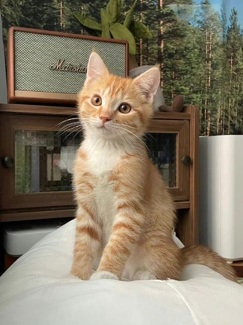 Söt Katt, Cute Cat Wallpaper, Cute Cats Photos, Orange Cats, Pretty Animals, Cat Aesthetic, Cute Kittens, Cat Wallpaper, Cute Cats And Dogs