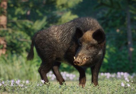 The Wild Boar (Sus scrofa) is a large Eurasian ungulate featured in the Eurasia Animal Pack DLC for Planet Zoo. Population In Wild: Unknown The wild boar (or Sus scrofa), also known as the Eurasian wild pig, is a pig native throughout the temperate regions of Eurasia, as well as Mediterranean Northern Africa, Asian deserts and shrublands, and tropical rainforests and grasslands of Southeast Asia. It has also been introduced to North and South America and Oceania. Due to its wide distribution ... Boar Aesthetic, Boar Animal, Wild Boar Piglet, Melanie Dickerson, Revenge Art, Boar Tattoo, Aesthetic Wildlife, Asian Deserts, North American Beaver