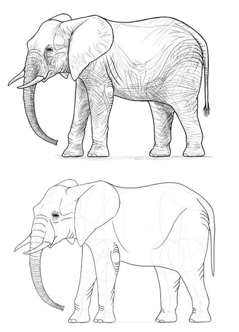 25 Easy Elephant Drawing Ideas - How to Draw an Elephant Wild Elephant Drawing, All Animals Drawing, Elephant Drawing Reference, Animals Drawing Reference, Elefante Drawing, Elephant Sketch Simple, Drawing Ideas Outlines, Drawing Sketches Animals, Asian Elephant Drawing