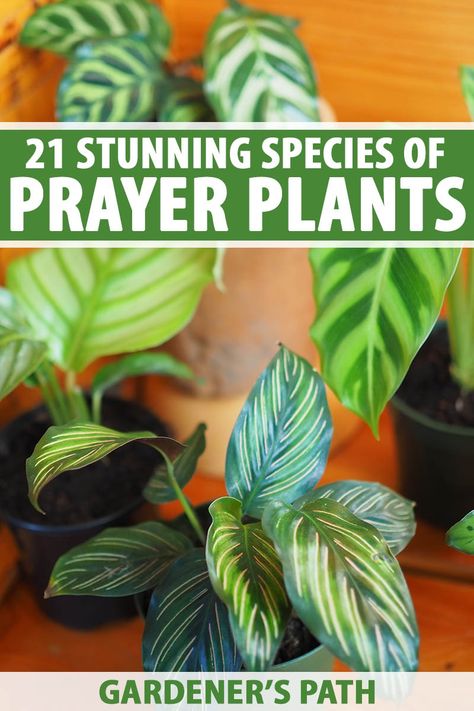 Prayer plants are cherished for their dazzling array of colors and patterns. From highly symmetrical markings to impressionistic marbling, discover 21 of the most gorgeous prayer plants you can keep in your home. To meet these stunning houseplants, read more on Gardener’s Path. #prayerplant #houseplants #gardenerspath Prayer Plants Houseplant, Plants To Grow At Home, Prayer Plant Care, Plant Facts, Homestead Gardening, Low Light House Plants, Plants Care, Types Of Prayer, Calathea Plant