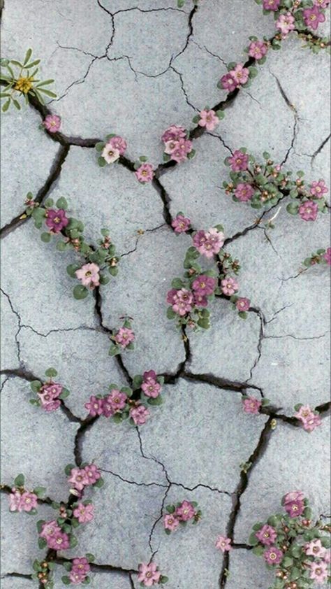 Flowers Growing, Pink Flowers, Iphone Wallpaper, Iphone, Flowers, Pink