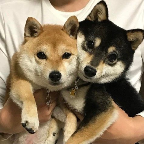 Shiba Inu, A Man, Look At, Puppies, Dogs, White, Black