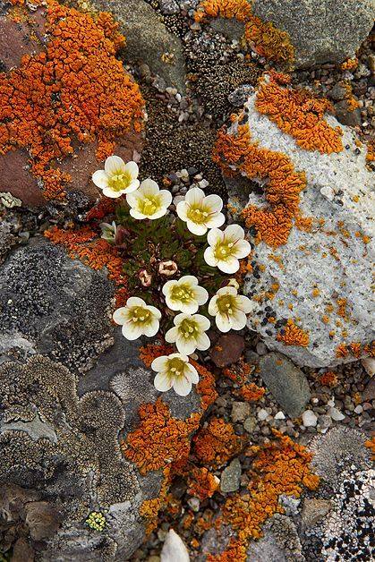 Lichen Moss, Flowers Growing, Plant Fungus, Natural Forms, Patterns In Nature, Color Textures, Plant Life, Botany, Mother Nature