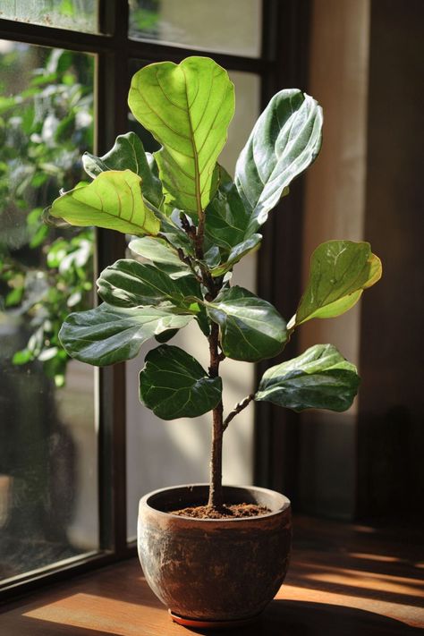 "Fiddle Leaf Fig (Ficus lyrata) is a stunning and sophisticated choice for any indoor space! 🌿🏡 With its large, glossy leaves and elegant silhouette, this plant adds a touch of natural beauty and modern style to your home decor. Perfect for brightening up a living room or office, the Fiddle Leaf Fig is a statement piece that thrives with proper care and attention. 🌱✨ #FiddleLeafFig #IndoorPlants #HomeDecor #GreenLiving" Indoor Plants Fiddle Leaf Fig, Fiddle Leaf Living Room, Fiddle Leaf Tree Aesthetic, Ficus Lyrata Indoor, Fig Plant Indoor, Fig Tree Indoor, Fiddle Leaf Plant, Inside Plants Decor, Ficus Plant