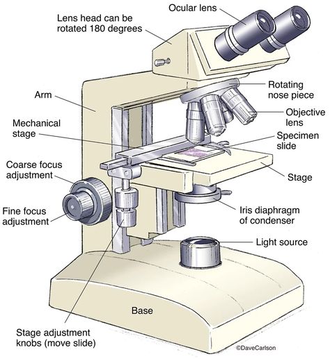 Compound Microscope Microscope Diagram, Microscope Worksheet, Parts Of A Microscope, Nursing Abbreviations, Ma Status, Light Microscope, Chemistry Lab Equipment, Compound Microscope, Cell Diagram