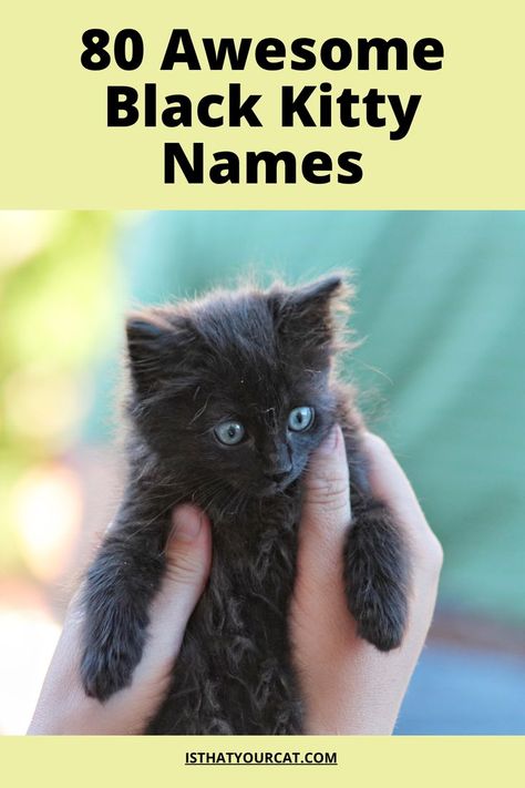 Kitten Names Unique, Black Cat Names, Baby Black Cat, Unique Cat Names, Cute Black Kitten, Large Cat Breeds, Black Cat Aesthetic, Best Cat Litter, Kitten Names