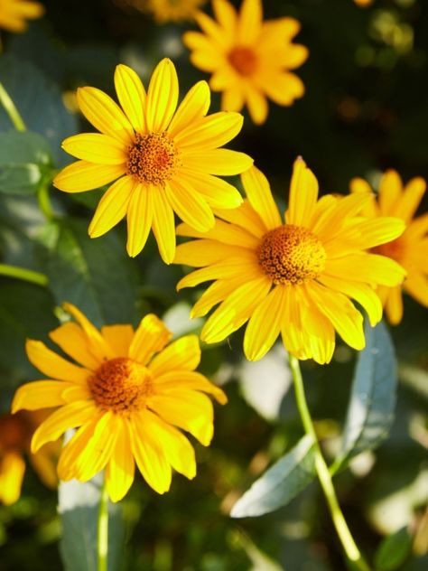 Bush Daisy, Daisy Image, Daisy Background, Yellow Daisy Flower, Marie Claire Magazine, Flora Flowers, Identity Crisis, Yellow Daisy, Yellow Daisies