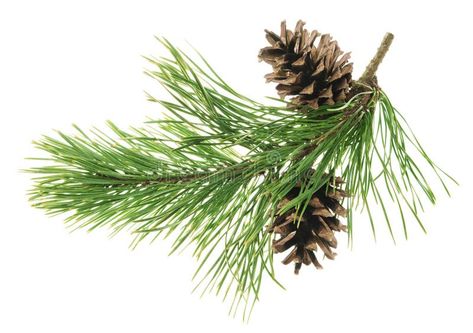 Pine tree branch. Fir twigs with green needles, isolated. Winter holiday evergreen decoration, spruce or cedar elements stock photography Pine Aesthetics, Feeding Squirrels, Evergreen Decor, Branch Photography, Background Leaf, Pine Tree Branch, Fir Needles, Christmas Foliage, Tree Borders