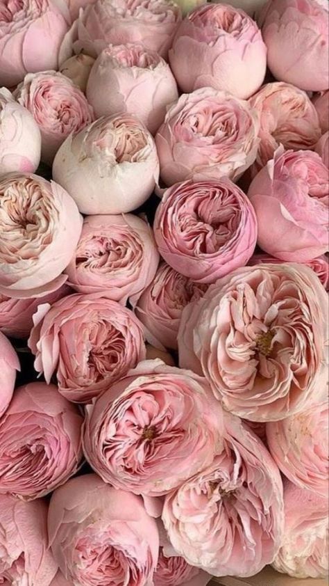 Flores Wallpaper, Pink Peonies Wallpaper, Peonies Wallpaper, Peonies And Hydrangeas, Peony Wallpaper, Flower Therapy, Beautiful Bouquet Of Flowers, Luxury Flowers, Wholesale Flowers