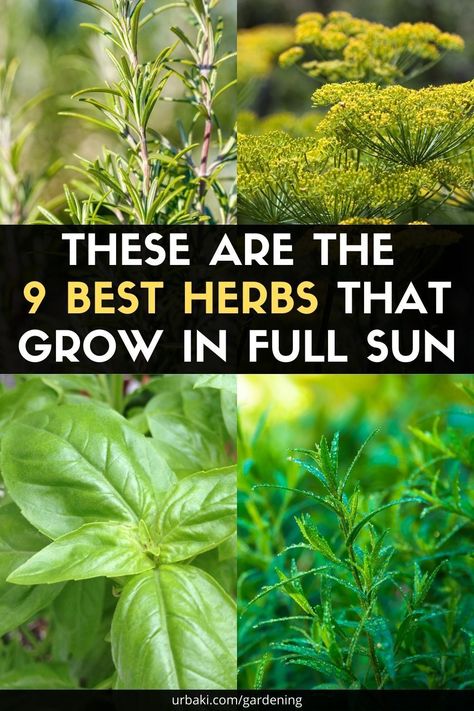 Herbs For Full Sun, Full Sun Herb Garden, How To Grow Thai Basil, Easiest Herbs To Grow Outdoors, Shade Loving Herbs, Best Herbs To Grow Outdoors, Pretty Herb Garden, Mediterranean Herb Garden, Herb Garden On Deck