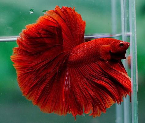 Red Beta Fish, Siamese Fish, Fish Types, Betta Fish Types, Pretty Fish, Betta Fish Care, Betta Tank, Betta Fish Tank, Freshwater Aquarium Fish