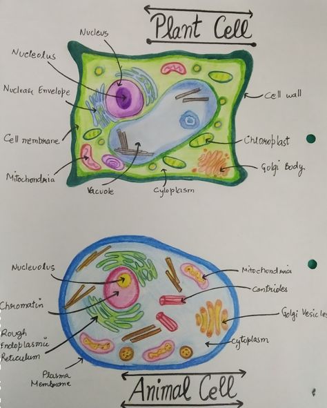 Worksheet bio for 9th grade Animal Cell And Plant Cell, Learn Biology, Study Biology, Nursing School Motivation, School Study Ideas, Creative School Project Ideas, Biology Facts, Study Tips For Students, High School Life Hacks