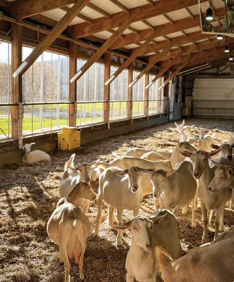 Saanens—the breed Hooper and his wife, Daryll Breau, raise at Ayers Brook Goat Dairy in Randolph, Vermont—are recognized as the highest-producing goat breed in the world. Originally from Switzerland, with snowy white fur and pink-tinged ears and noses, the average doe can give milk for 150 to 300 days on a single lactation cycle. Boar Goats, Goats Breeds, Randolph Vermont, Agriculture Pictures, Pet Goat, Farm Shed, Dairy Cattle, Goat Farm, Future Farms