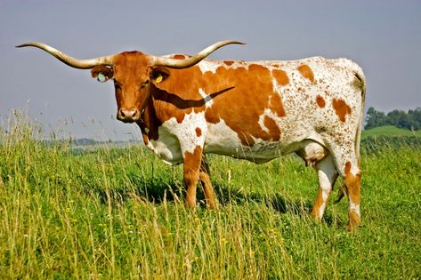 Domesticated Animals, Long Horns, Longhorn Steer, Longhorn Cattle, Longhorn Cow, Long Horn, Cattle Farming, Texas Longhorn, Cow Art