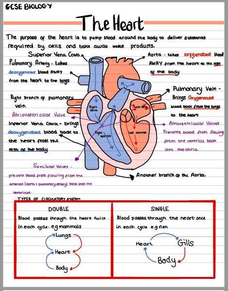 The Heart Diagram Notes, Biology Flashcards For Neet, Revision Notes Flashcards, The Heart Anatomy Notes, Human Body Systems Notes Aesthetic, Heart Diagram Aesthetic Notes, The Heart Biology Notes, Human Heart Notes Class 10, Heart Notes Anatomy