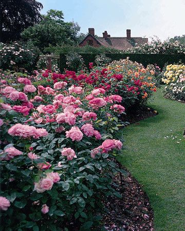 Rose Garden Landscape, David Austin Rose, Martha Stewart Home, Roses Only, Rose Garden Design, Meteor Garden 2018, Magic Garden, Shrub Roses, Luxury Garden