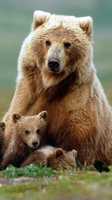 Photo Ours, Baby Panda Bears, Bear Pictures, Bear Cubs, Bear Art, Grizzly Bear, Black Bear, Nature Animals, Cute Bears