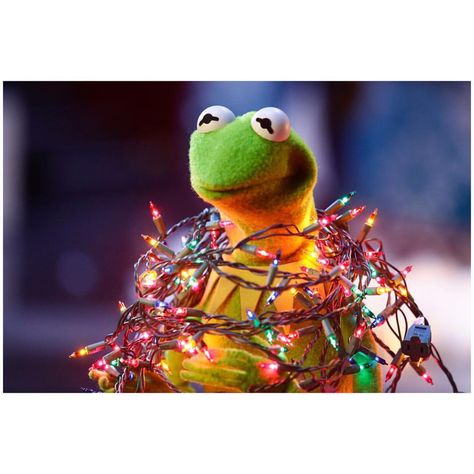 Merry Christmas everybody! #merrychristmas #familytime #kermit #kermitthefrog #themuppets #themuppetshow #muppetsmostwanted #christmaseve #christmaslights Kermit The Frog, The Frog, Christmas Lights, Merry Christmas, Laptop, Christmas