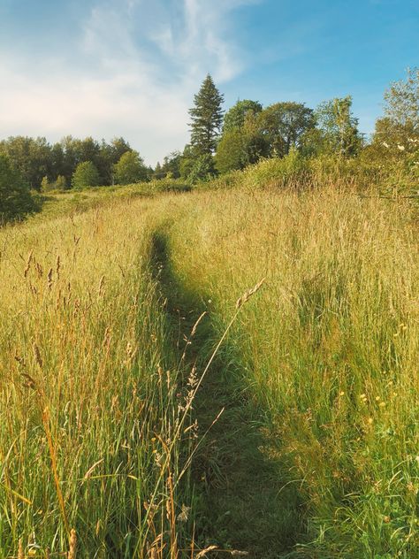 Field, summer day, summer aesthetic Clover Field Aesthetic, Long Grass Aesthetic, Get Outside Aesthetic, Long Grass Field, Summer Fields Aesthetic, Spring Field Aesthetic, Hay Field Aesthetic, British Spring Aesthetic, Field Research Aesthetic