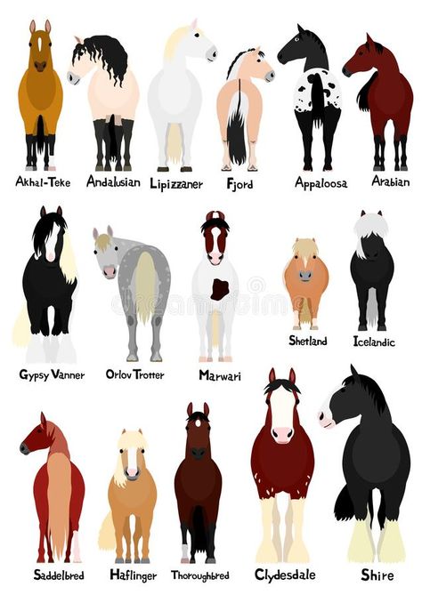 16 popular horse breeds bundle. Various popular horse breeds bundle, horses and ponies on white with breed names vector illustration Breed Of Horses, Prettiest Horse Breeds, Types Of Horses Breeds Chart, Good Horse Names, Types Of Horses Breeds, Horse Breeds Chart, Cute Pony Drawing, Cute Horse Wallpapers, Horse Fjord