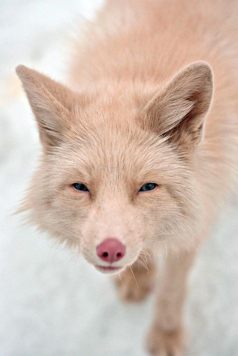 643 Pink Champagne Fox Miko Pink Champagne Fox, Fuchs Baby, Albino Animals, Pet Fox, Rare Animals, Wild Dogs, Sweet Dogs, Cute Fox, Pink Champagne