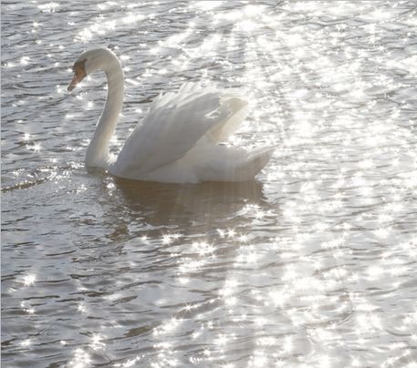 Aphrodite Cabin, Ethereal Aesthetic, White Swan, Princess Aesthetic, Swan Lake, Black Swan, Swans, White Aesthetic, A Word