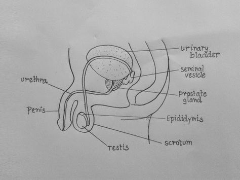 Human Male Reproductive System Diagram, Male Reproductive System Drawing, Male Reproductive System Diagram, Male Reproductive System Anatomy, Reproductive System Activities, Drawing Biology, Biology Drawing, Urinary Bladder, Male Reproductive System