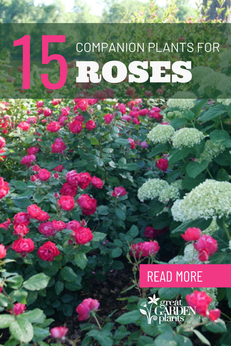 Roses are a well-known garden staple because they're romantic, whimsical, sweetly scented, and a classic addition to any landscape or cut-flower arrangement. Whether your garden style is cottage, eclectic, modern, or all of the above, what you plant with your roses can impact how they look in the overall landscape. Enhance your rose garden with these perennials, shrubs, and grasses that require similar light levels, soil, and other growing conditions as roses Red Roses Garden Landscape, Roses Bushes Landscape, Flowers That Go With Roses, Roses And Grasses Garden, Roses In Backyard, What To Plant With Rose Bushes, Planting A Rose Garden, Landscaping With Roses Front Yard, What To Plant With Roses Landscapes