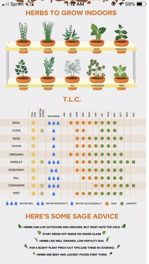 Herbs To Grow Indoors, Herbs To Grow, Growing Herbs Indoors, Design On A Budget, Backyard Design Ideas, Most Paused Movie Scenes, Vegetable Garden Planning, Vegetable Garden Diy, Indoor Vegetable Gardening