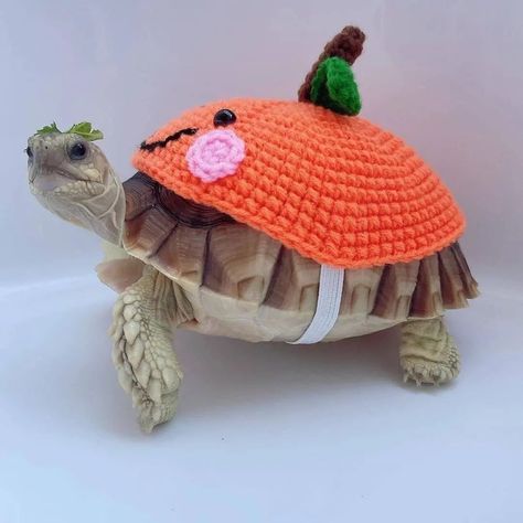 Turtle Insta on Instagram: “Omg so adorable . . . . . . . . . . Photo📸@littlekamex.and.family #turtle #turtles #turtlepower #turtlesofinstagram #turtleneckmurah…” Crochet Tortoise Shell Cover Pattern, Crochet Halloween Costume, Turtle Sweaters, Tortoise Turtle, Turtle Shell, Crochet Turtle, Beginner Crochet Projects, Crochet Rose, Halloween Crochet