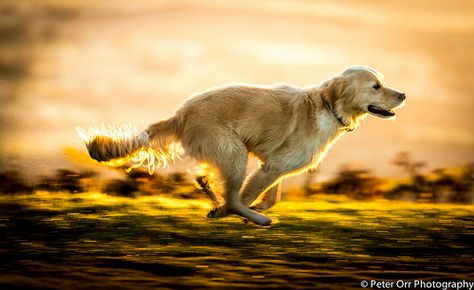 Golden Retriever Running, Animal Poses, Dogs Walking, Running Photography, Malvern Hills, Dog Running, Pet Supplements, Bird Dogs, Best Dog Breeds