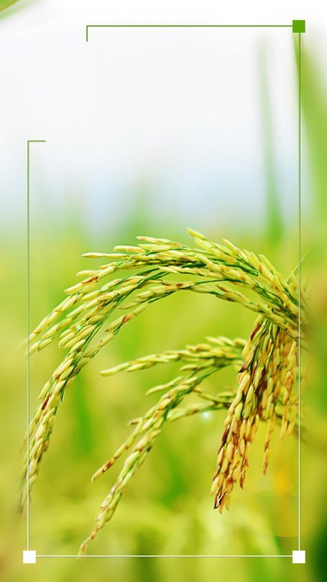 fresh,rice,rice ear,small full throttle,small full background,poster background,background material,background display board,ad,colorful background,background image,hand painted background,painted material Rice Background Design, Agriculture Background Design, Agriculture Design Poster, Agriculture Poster Design Ideas, Poster Background Design Graphics, Rice Business, Rice Wallpaper, Agriculture Background, Cool Powerpoint